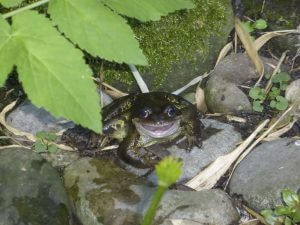 picture of frog